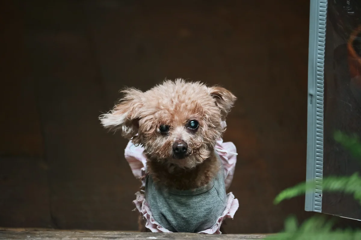 一只小狗在暗处望向镜头。