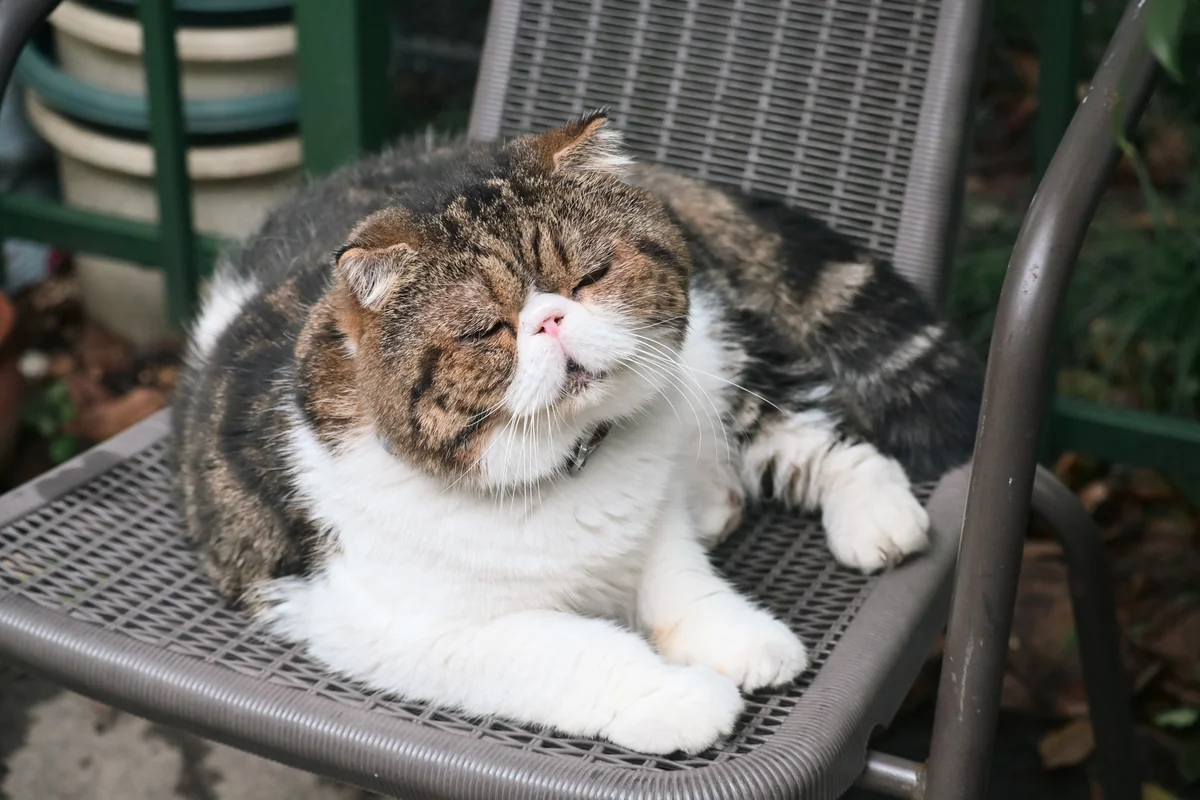 趴在椅子上的猫。
