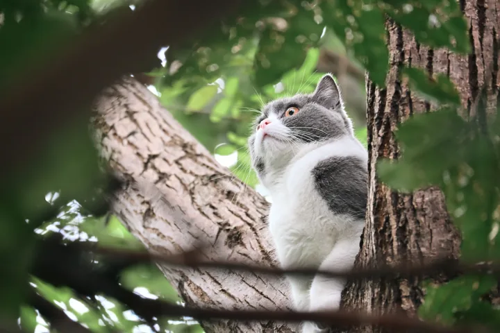 一只猫在树枝间抬起头。
